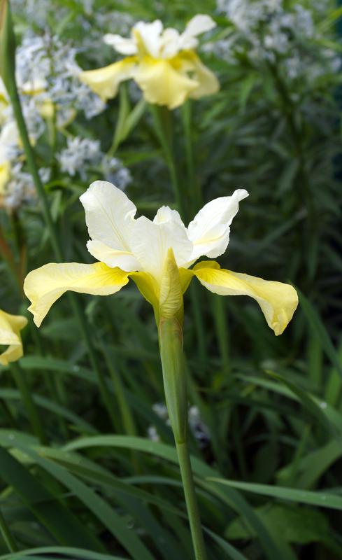 Iris sibirica 'Butter and Sugar' (Butter and Sugar Siberian iris ...