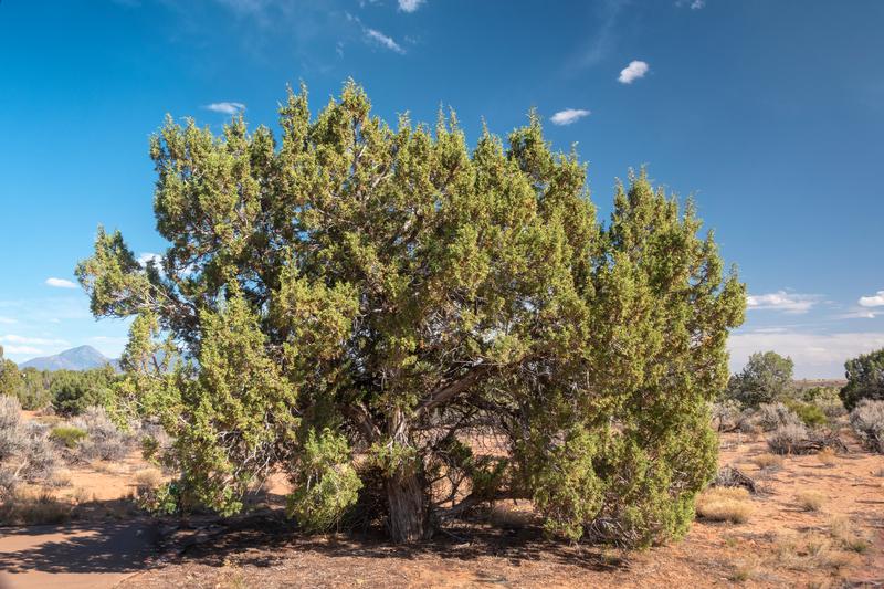 Juniperus Monosperma (oneseed Juniper) - City Of Fort Collins