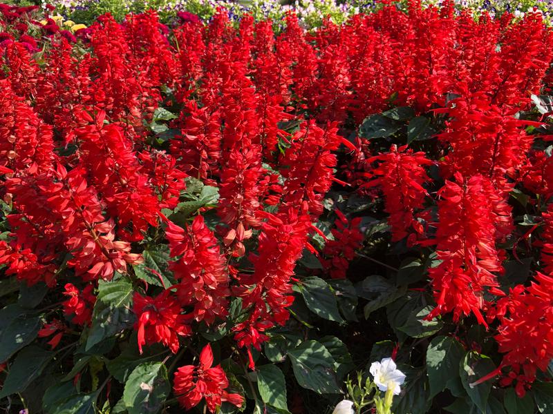 Lobelia cardinalis 'Queen Victoria' (Queen Victoria scarlet lobelia ...