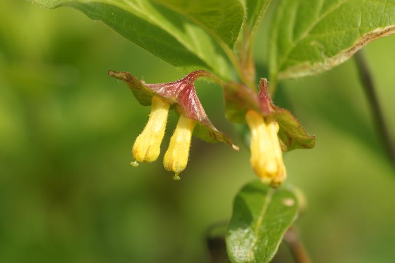 lonicera-involucrata-twinberry-honeysuckle-city-of-fort-collins