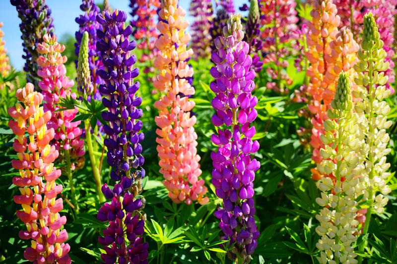 Lupinus on sale