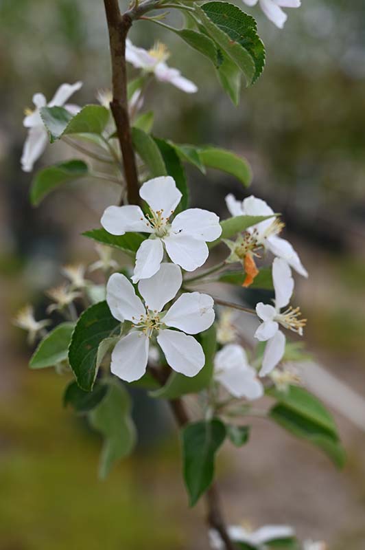 Apple Tree - Honeycrisp – Plantcetera