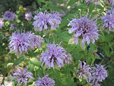 Monarda fistulosa var. menthifolia (wild bergamont) - City of Fort Collins