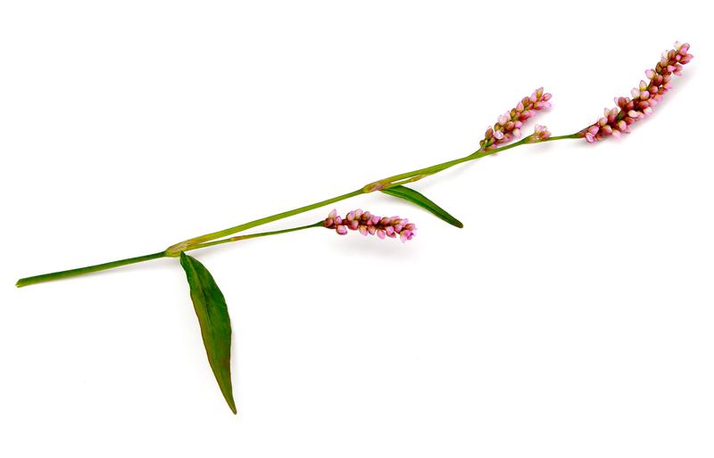 Persicaria pensylvanica (Pennsylvania smartweed) City of Fort Collins