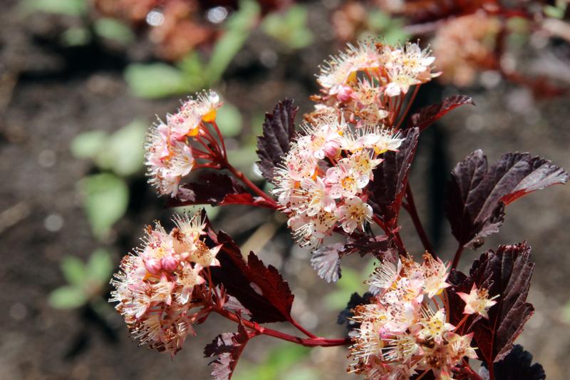 physocarpus-opulifolius-seward-summer-wine-ninebark-city-of-fort