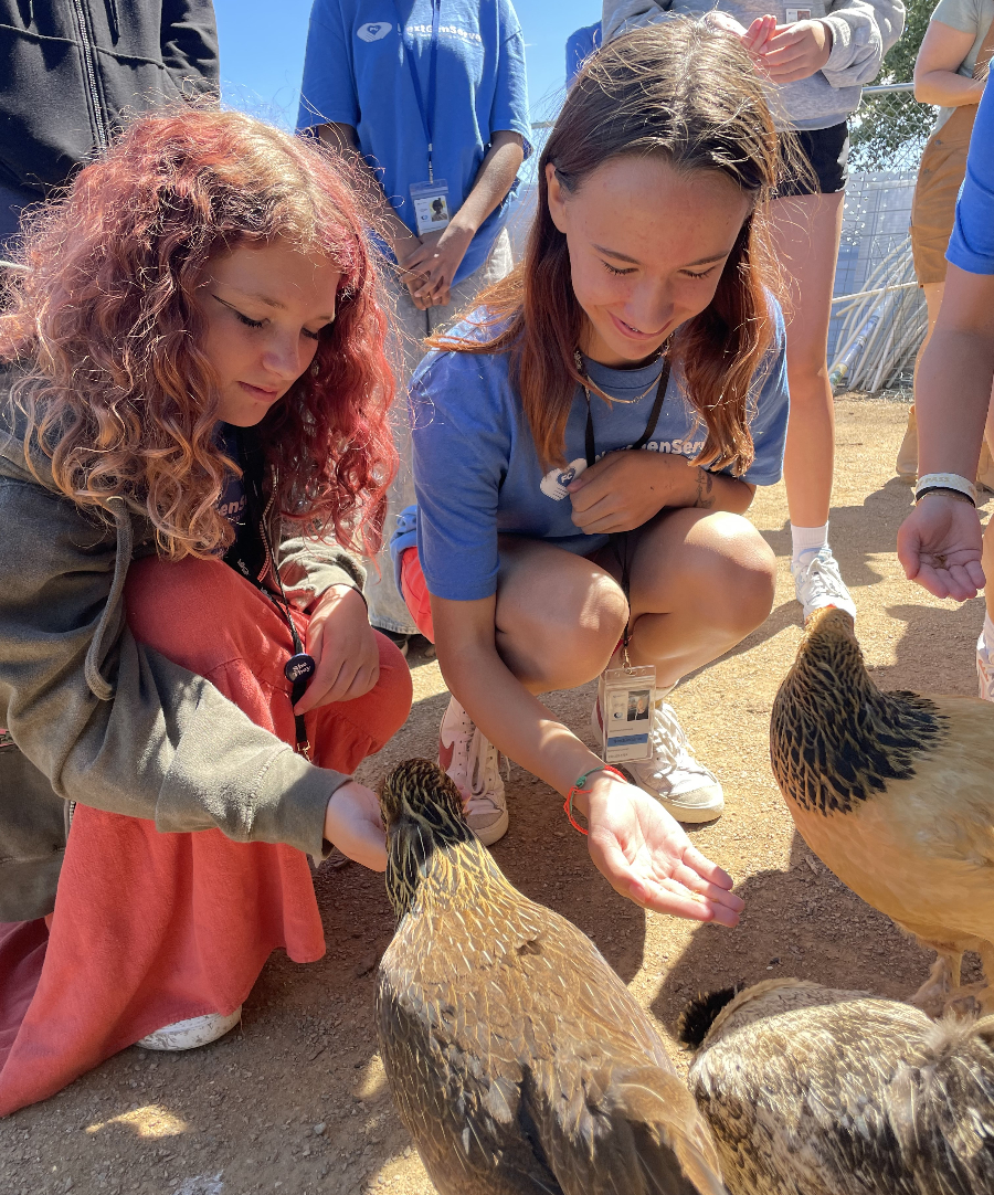 Teens feeding chickens